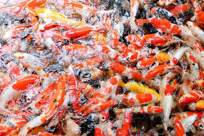 High angle view of koi carps swimming in lake