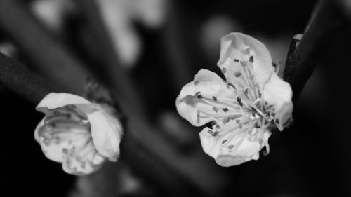 Close-up of flower against blurred background