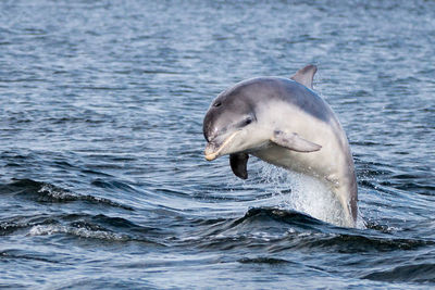 Dolphin swimming in sea