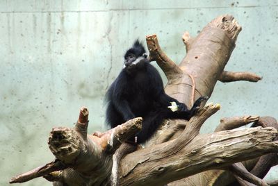 Monkey sitting on a tree