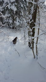 View of dog on snow covered field