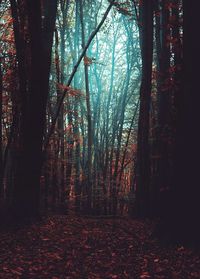 Trees in forest during autumn