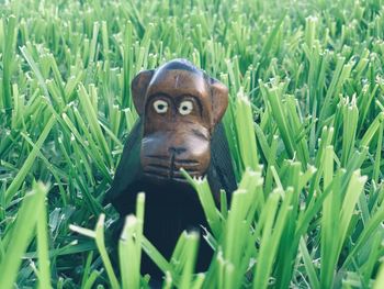 Portrait of dog on field