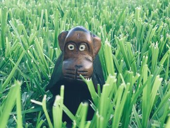 Portrait of dog on field