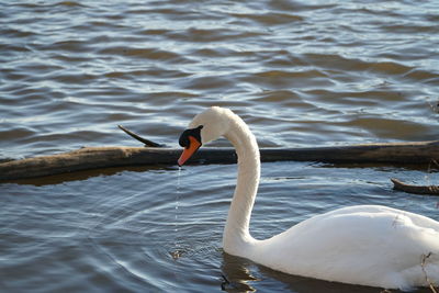 Swan swimming on lake