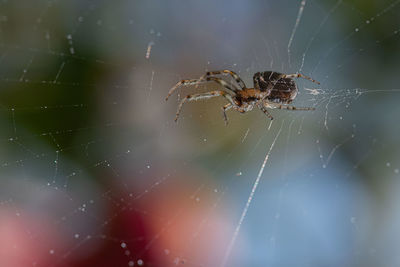 Close-up of spider on web