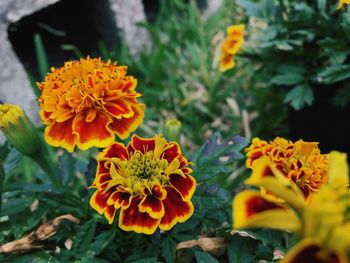 Close-up of yellow flowers blooming outdoors