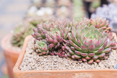 Close-up of pink flowering plant