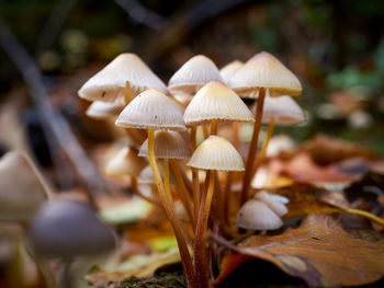 Close-up of mushrooms against blurred background