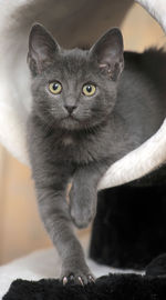 Close-up portrait of black cat