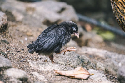 Close-up of bird perching on rock