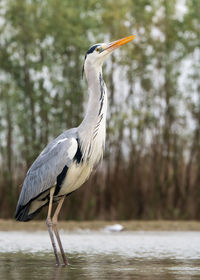 Gray heron in lake