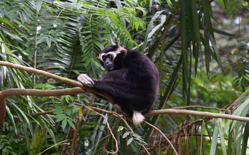 Black gibbon on a branch it is an animal that likes to live on trees.