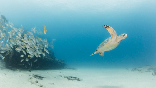 Turtle and school of fish swimming in sea