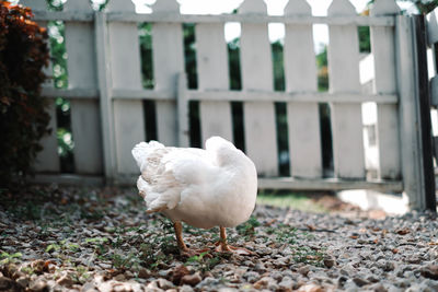 White bird on a land