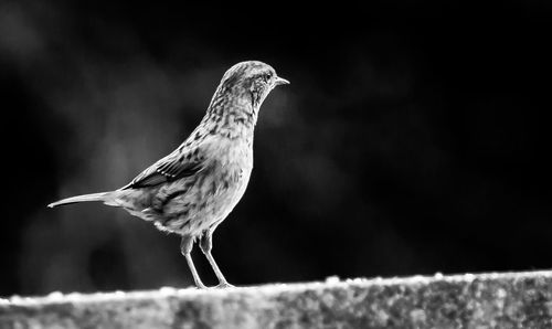 Close-up of bird perching outdoors