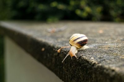 Close-up of snail on white surface