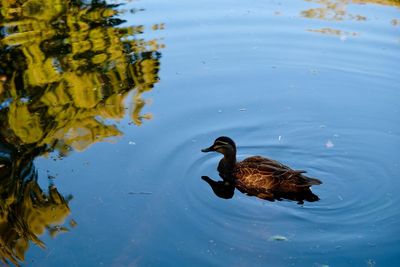 Close-up of duck swimming in water