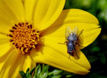 Close-up of insect on yellow flower