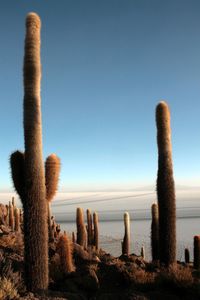 Cactus by sea against sky