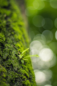 Close-up of moss growing on field