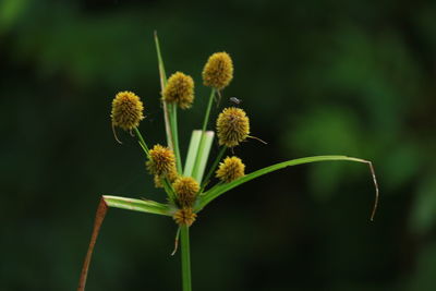 Close-up of yellow flowering plant