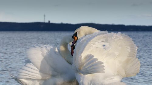 Swans in sea