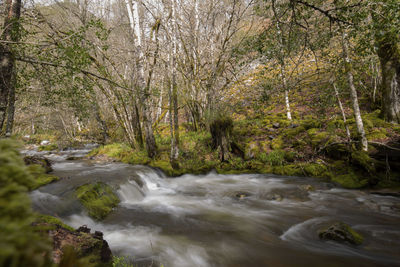 Stream flowing through trees in forest