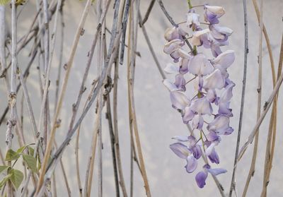 Close-up of fresh purple flowering plants