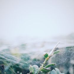 Close-up of plant in water