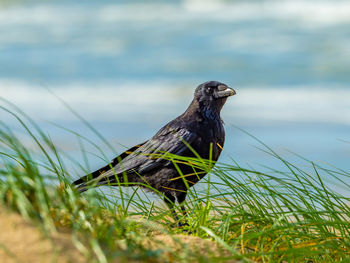 Close-up of bird perching on grass