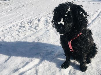 Dog on snow covered land