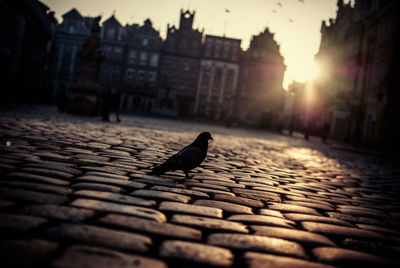 Pigeon perching on cobblestone street in city during sunset