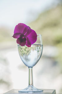 Close-up of glass of white flower