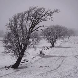 Bare trees against sky