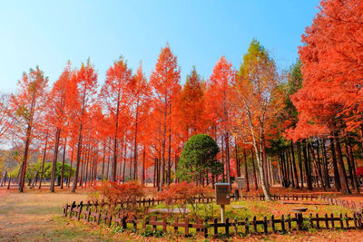 Trees in park during autumn