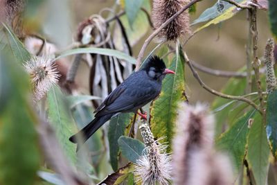 Close-up of bird perching on branch