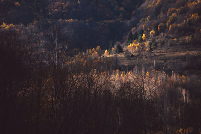 Scenic view of lake in forest