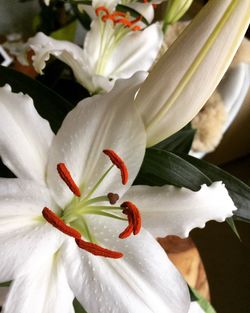 Close-up of day lily blooming outdoors