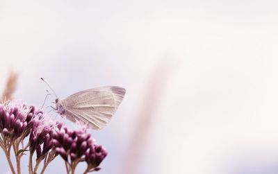 Close-up of butterfly pollinating on purple flower