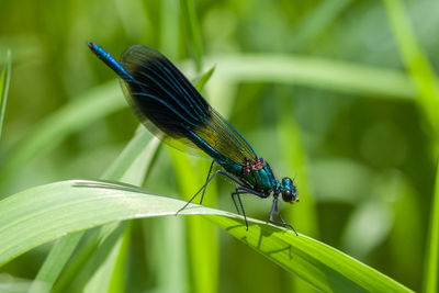 Close-up of damselfly on plant