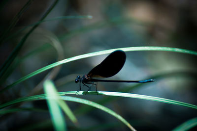 Close-up of insect on leaf