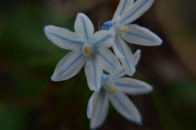 Close-up of white flower