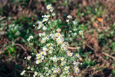 Close-up of flowering plants on land