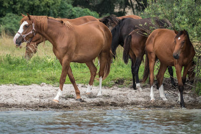 Horses standing in water