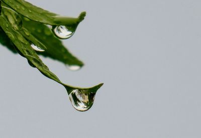 Close-up of water drop on leaf against white background