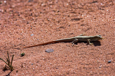 High angle view of lizard on sand