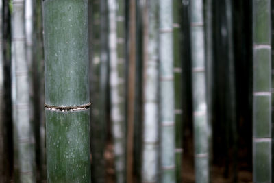 Close-up of bamboo on tree trunk
