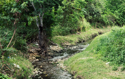 Scenic view of stream amidst trees in forest