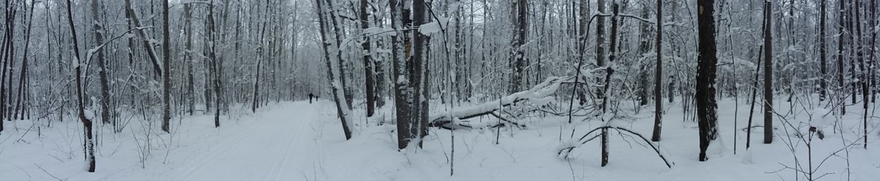 Close-up of snow on tree during winter